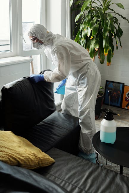 A professional cleaner wearing a full white protective suit, gloves, and a face mask is seen deep cleaning a black leather sofa in a well-lit living room. The cleaner is using a cleaning cloth near the window, which allows natural light to illuminate the scene. The sofa appears dust-free and well-maintained, with a mustard-colored cushion placed on it. Next to the sofa, a small black round table holds a spray bottle with a white and turquoise nozzle, likely used for surface sanitisation. Behind the sofa, there is a tall green houseplant adding freshness to the room, alongside a framed picture situated on the floor. The room features a large window with white framing, contributing to the bright and airy atmosphere. This scene exemplifies surface cleaning and sanitisation practices as part of domestic cleaning services provided by Carpet Cleaning Islington, suited for maintaining hygiene and furniture longevity.